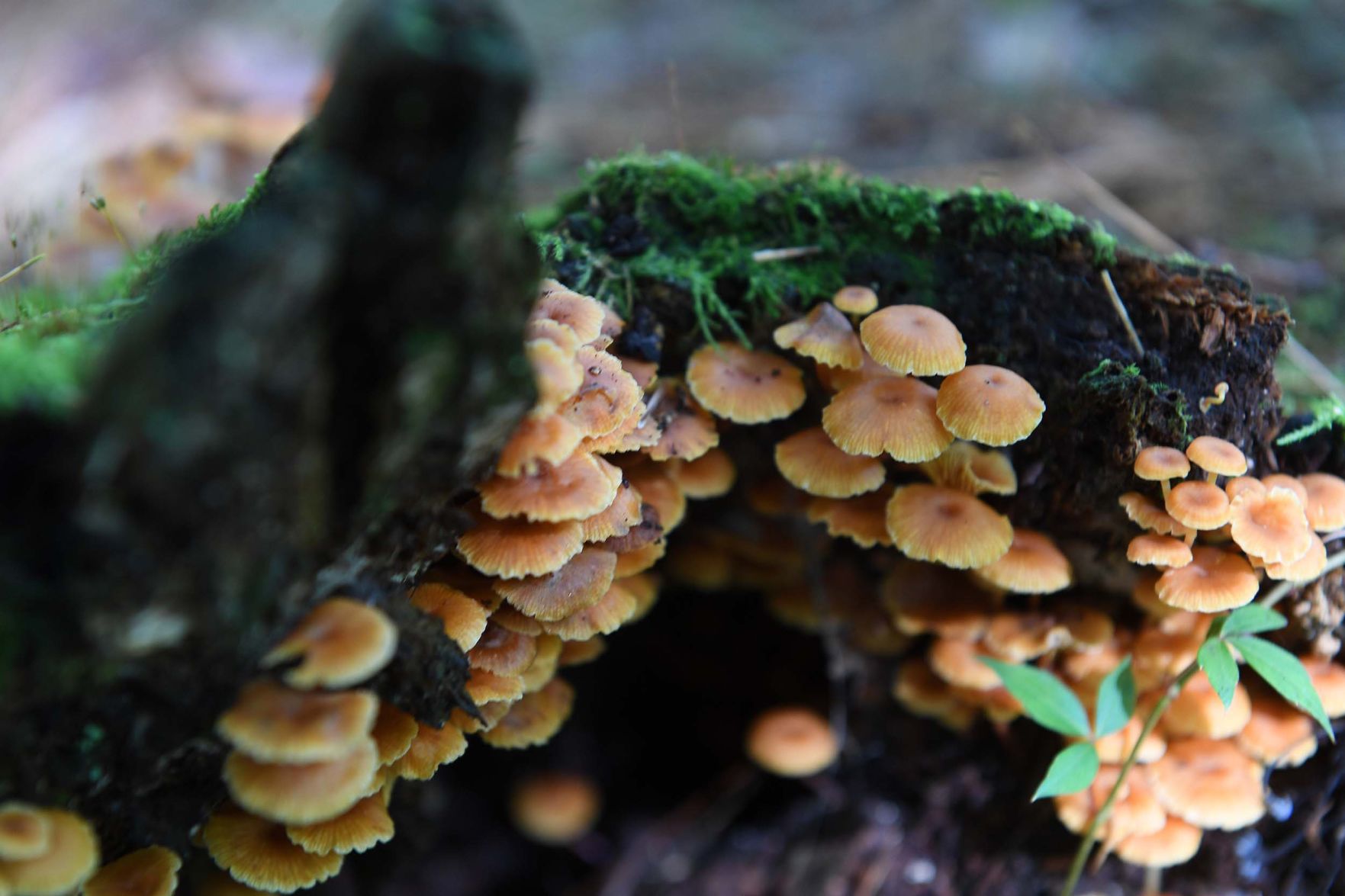 Pennsylvania Mushroom B.jpg
